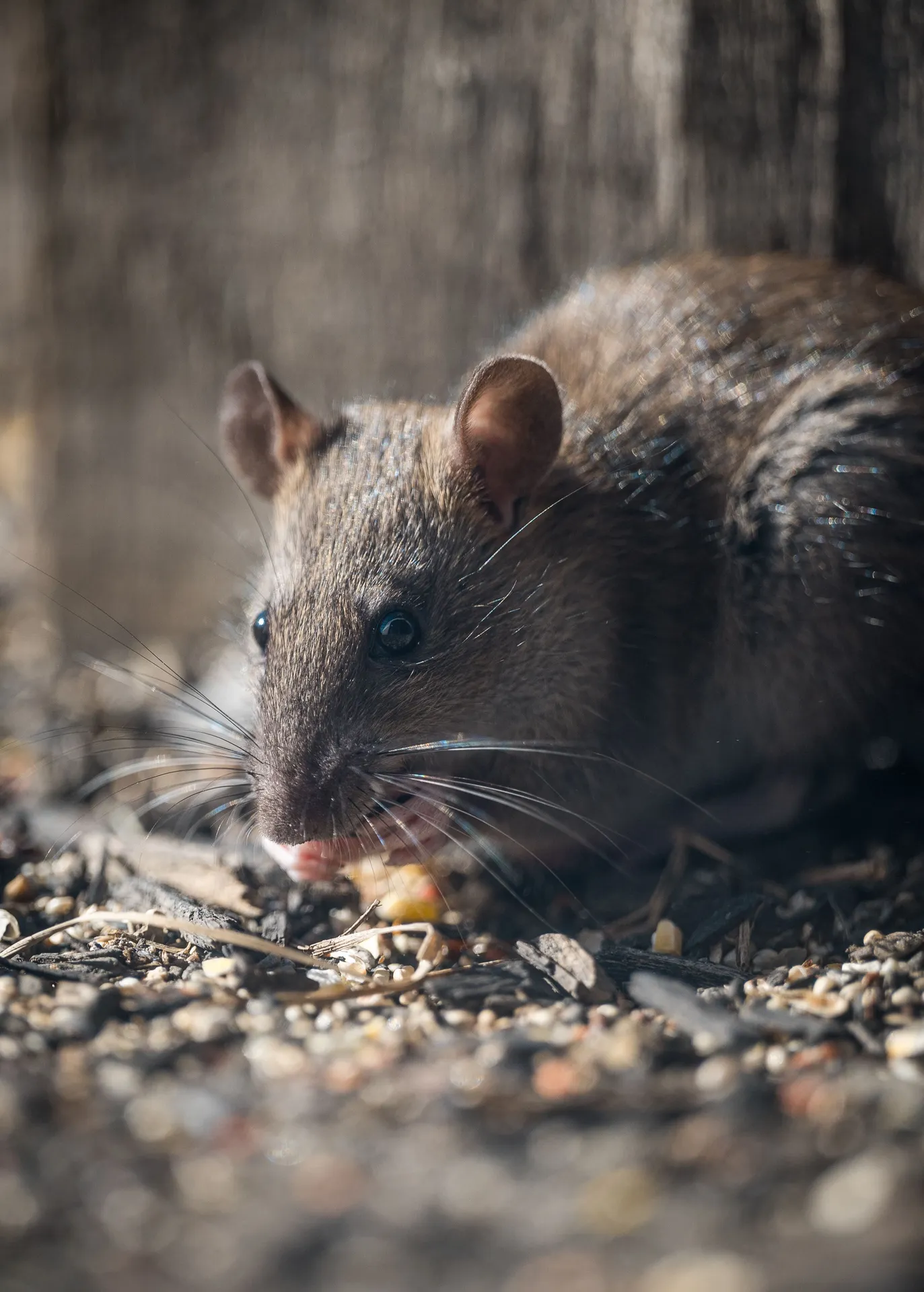 Dératisation — rats & souris