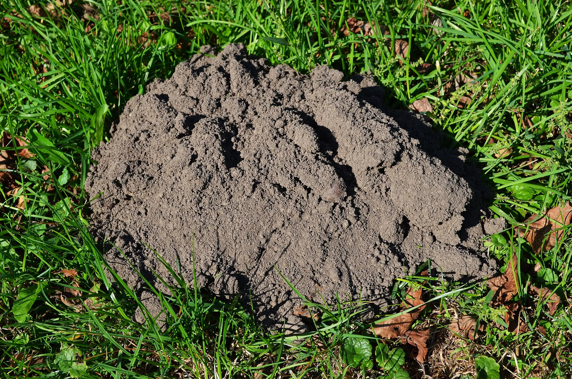 Détaupisation — destruction des taupes