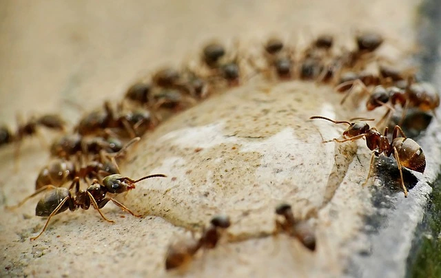 Fourmis