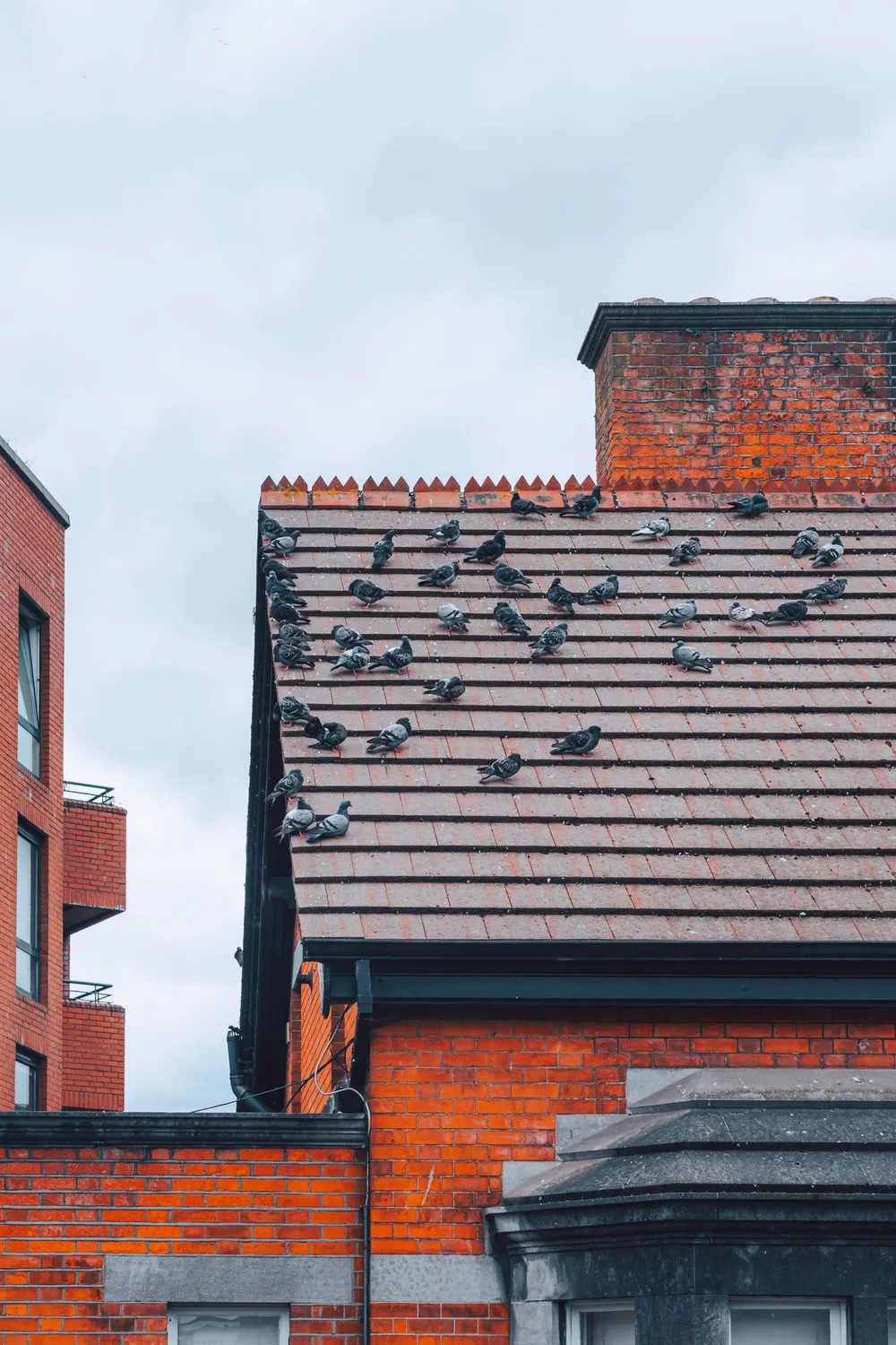 Dépigeonnage — protection contre les pigeons