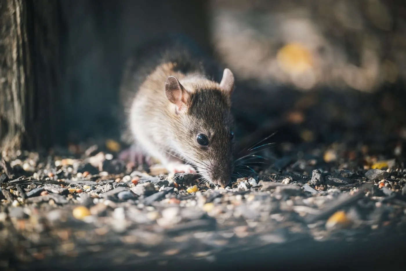 Dératisation — rats & souris