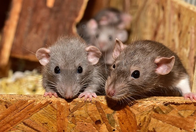 Dératisation — rats et souris