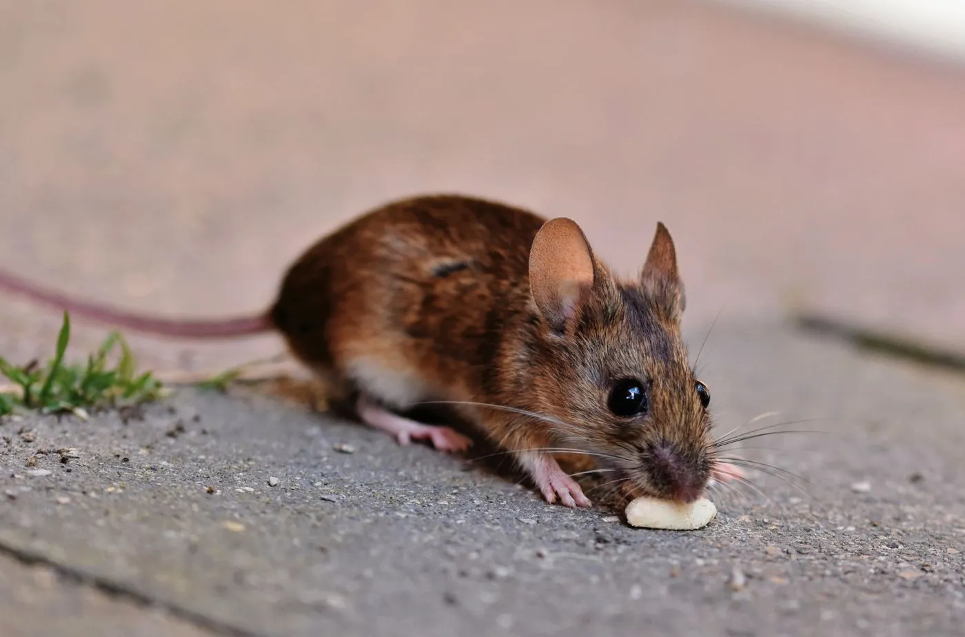 Souris