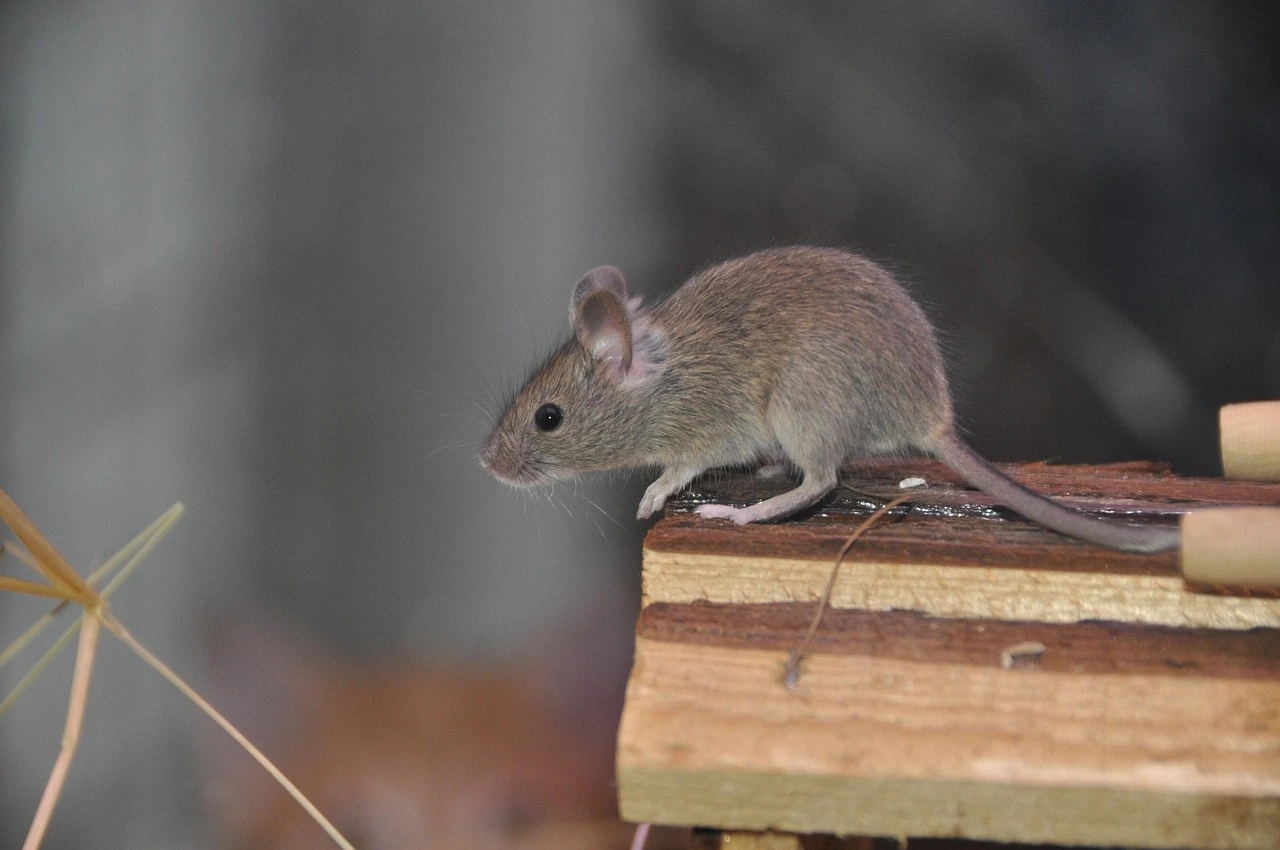 Souris